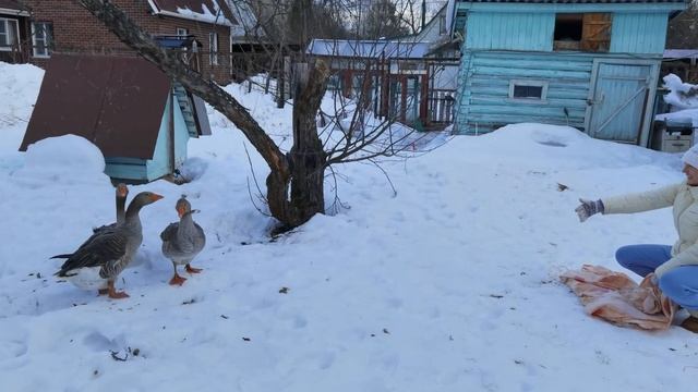 Всем котам Масленица. смотреть онлайн