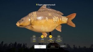 Очень крупный амур на петлевую оснастку и картошку! Озеро медвежье. Русская рыбалка 4.