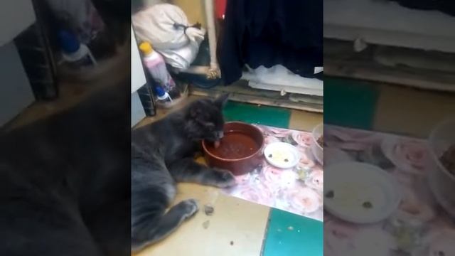 Самый ленивый кот в мире смотреть онлайн