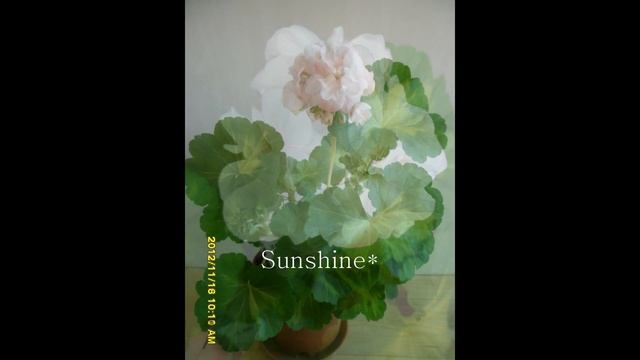 Pelargonium Butterfly Lorely 1 ( 2012) смотреть онлайн