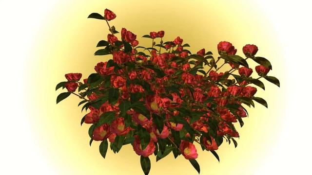 КРАСИВЫЙ 3D БУКЕТ КРАСНЫХ РОЗ смотреть онлайн