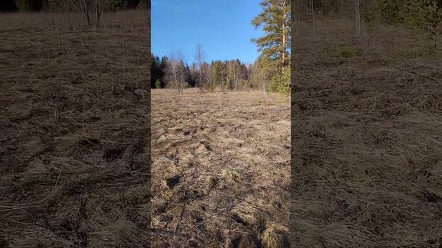 Начинающий искатель клада! Открываем сезон 2023! MD 4030 Pro смотреть онлайн