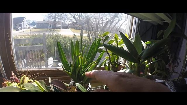 Growing Grunt March 2017 update смотреть онлайн