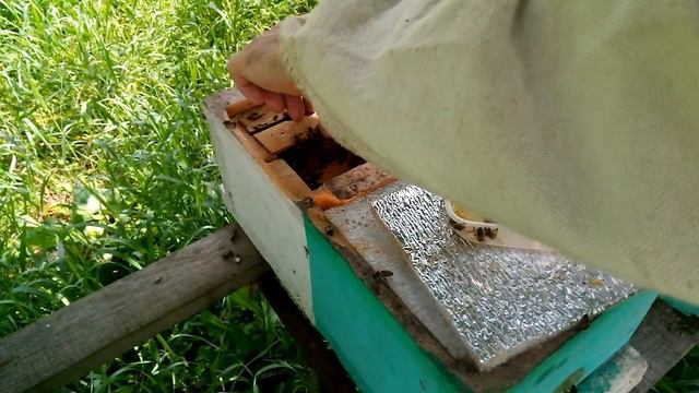 Контроль маток в нуклеусах Подкормка мёдом #пчеловодонлайн #pchelovodonline смотреть онлайн