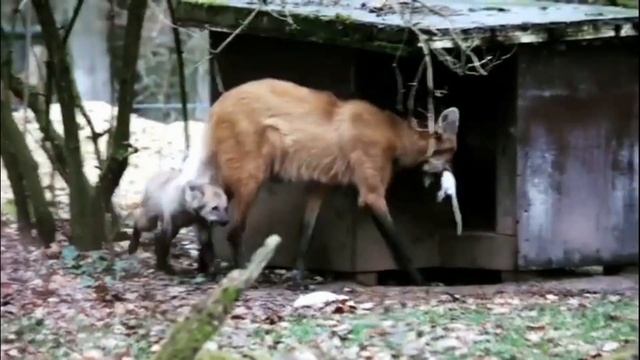 Гривистый волк, животные Южной Америки, гуара, золотой пес смотреть онлайн