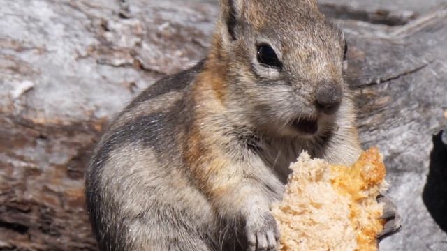 Твори добро ! Приятного аппетита, бурундук кушает смотреть онлайн