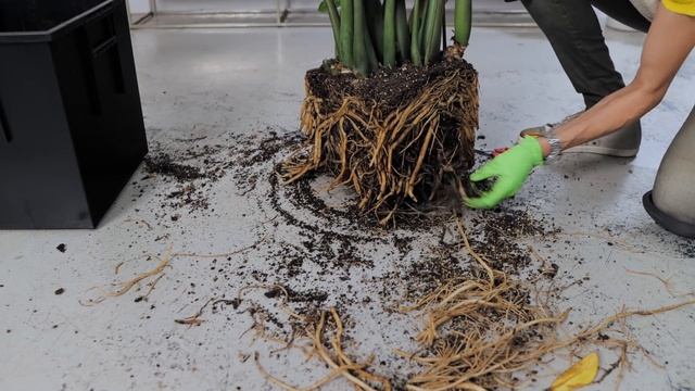 How To Repot Rootbound ZZ Plant & Support Stems | Zamioculcas Zamiifolia ? смотреть онлайн