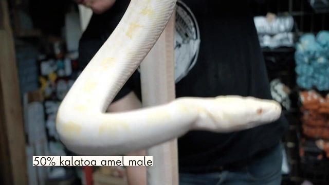 How BIG are Super Dwarf Reticulated Pythons? | HYPE vs REALITY смотреть онлайн