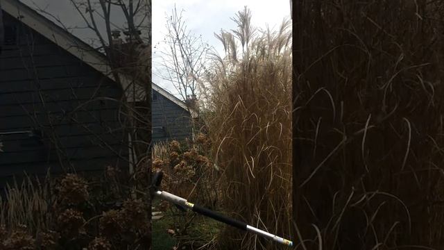 Cutting Back Miscanthus Morning Light смотреть онлайн