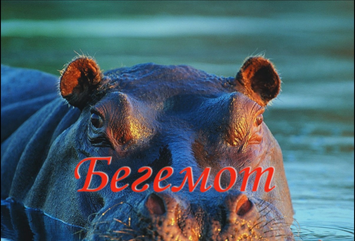 Бегемот смотреть онлайн