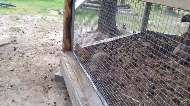 белка пытается найти выход. смотреть всем смотреть онлайн