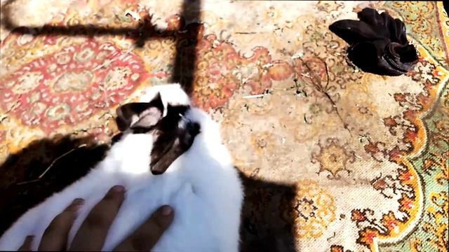 Кролики.содержание.Мокрые глаза.Лечение.Часть 1 смотреть онлайн