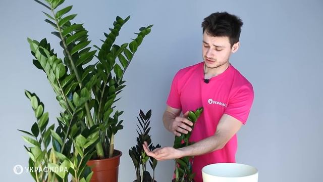 Заміокулькас ? (Zamioculcas Zamiifolia). Догляд та секрети поливу. смотреть онлайн