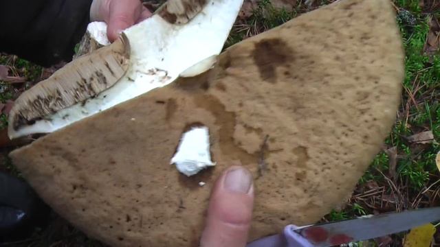 ВОТ ЭТО ГРИБОВ Я СОБРАЛА. АССОРТИ ИЗ 11 ВИДОВ, засол грибов. Рецепт моего дедушки. Лес чудес смотреть онлайн