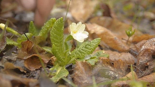 Открываем консерву без ножа смотреть онлайн