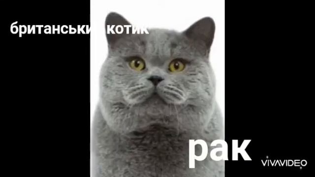 2 часть какая ти кошка по зз Рак ♋️ британский котик 🐈 смотреть онлайн