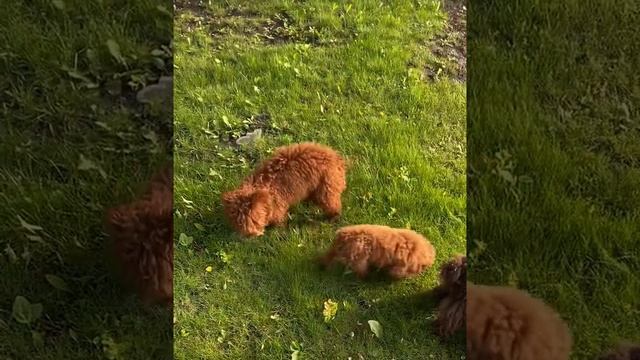 Микро Мальтипу , Тэдди , Микро Шит-цу ждём в этом месяце ещё 4 помета смотреть онлайн