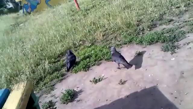 грач ест семечки смотреть онлайн