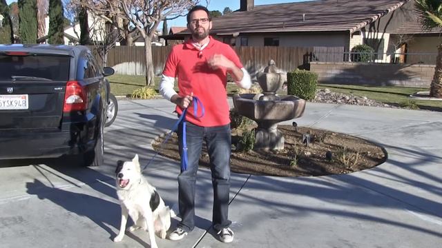 Bringing Your Dog Home Part I смотреть онлайн