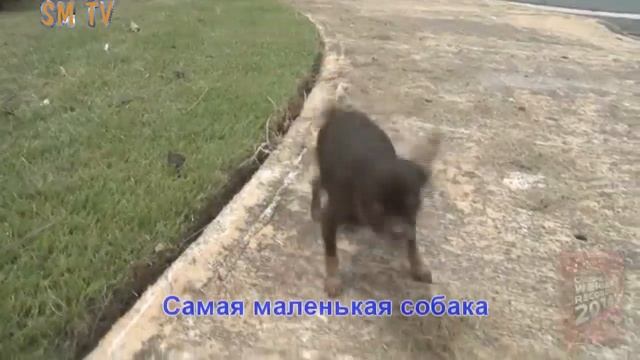 Рекорды Гиннеса 2014