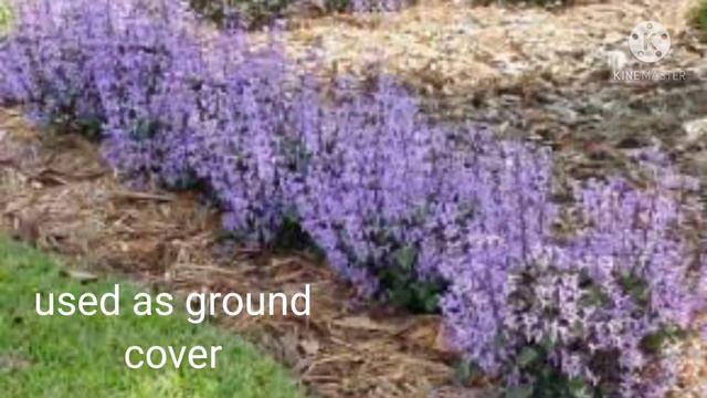 Mona Lavender/ A New Eye Catcher In The Garden смотреть онлайн