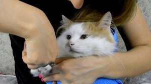 Как подстричь когти коту?
