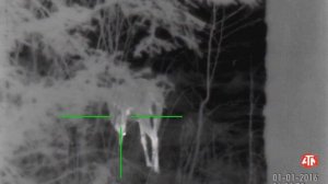 Охота на косулю. Охота с тепловизором.