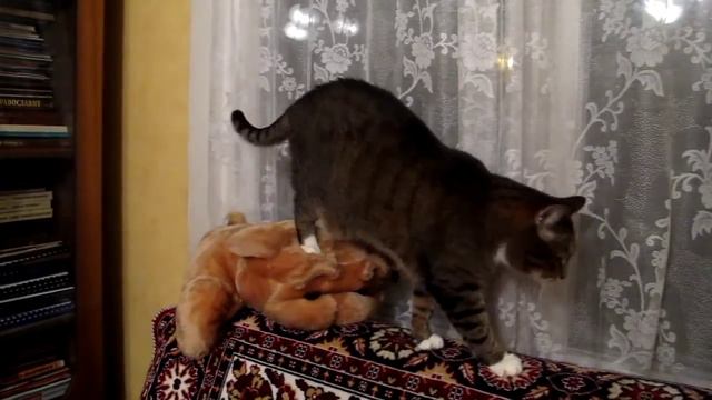 Кот Маркиз смотреть онлайн