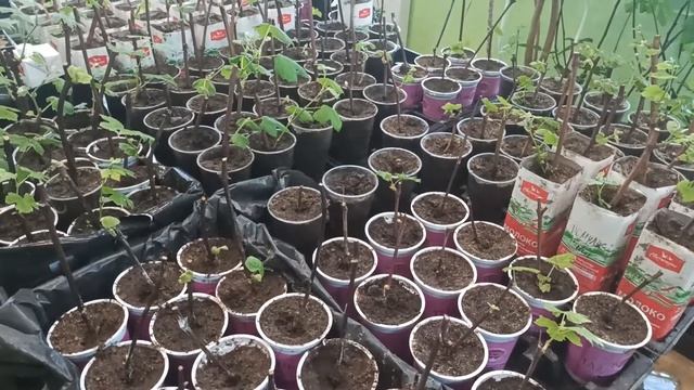 Борьба с грибными комариками с помощью комплекса почвенных грибов смотреть онлайн