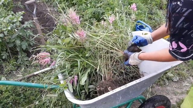 Ранняя картошка. КАК ДЕЛИТЬ АСТИЛЬБЫ!!! смотреть онлайн