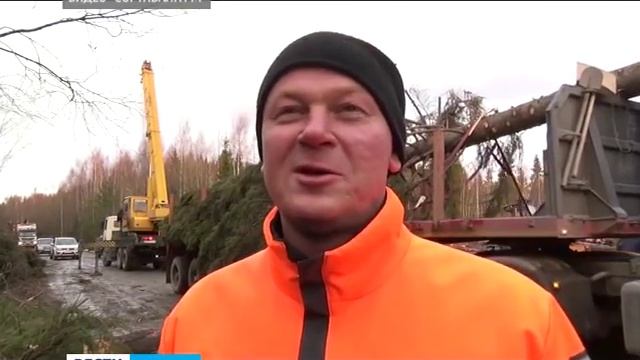 В новогоднюю столицу РФ доставили Ёлку из лесу смотреть онлайн