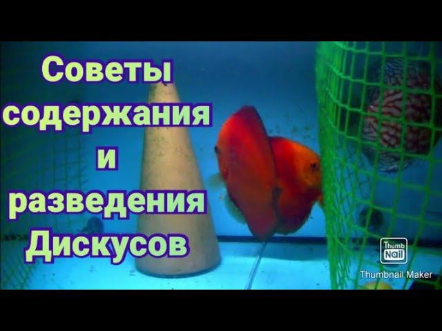 Анализ ошибок разведения и работа с мальком #aquarium #аквариумныерыбки #discus #аквариум #дискусы смотреть онлайн