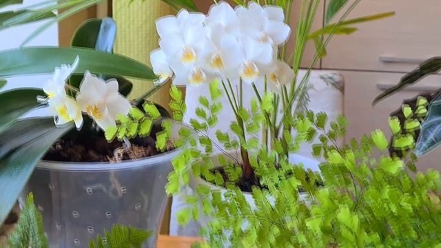 Первое цветение и первый цветок малыша  Lindenii