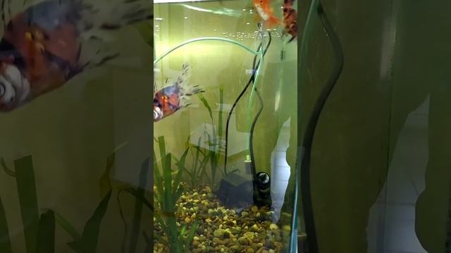 золотые рыбки gold fish смотреть онлайн