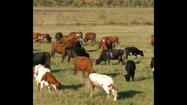 RG150226 056 В Омской области появился робот-дояр Светлана смотреть онлайн