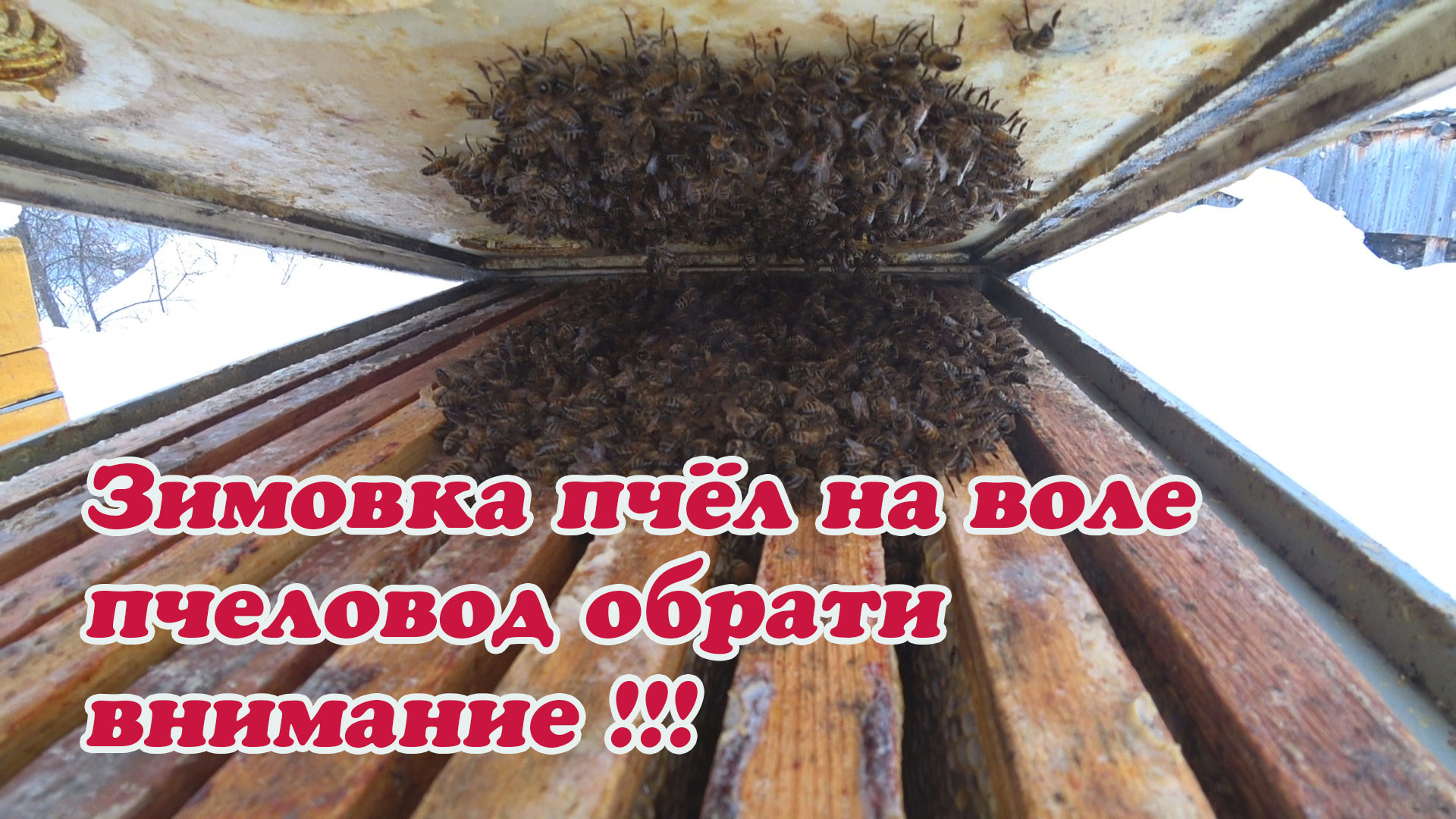 ЗИМОВКА ПЧЁЛ В ФЕВРАЛЕ, ПЧЕЛОВОД ОБРАТИ ВНИМАНИЕ И СДЕЛАЙ ВСЁ НУЖНОЕ ДЛЯ СВОИХ ПЧЁЛ. смотреть онлайн