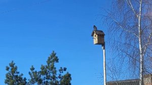 Скворцы прилетели! Обживаются, наводят порядки)))#скворцы #пернатые