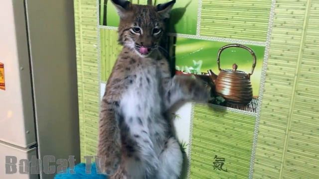 РЕАКЦИЯ родных Кати на РЫСЬ. Ханна получает леща / LYNX ATTACKS THE FISH смотреть онлайн