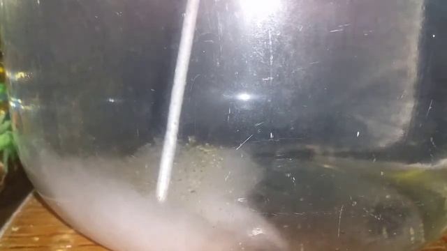 Разведение дафнии, день второй.