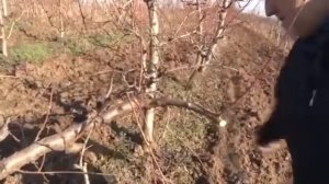 Обрезка персика, формирование кроны ПИЛАР (Колона).