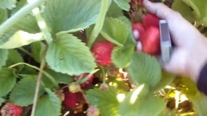 Клубника Гигантелла на грядке