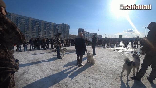 Лайки Якутии 2022, (2 часть) смотреть онлайн