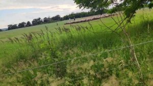 Овцы породы Иль де Франс на пастбище 2