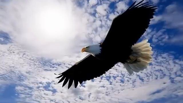 Анастасия Сорокова-Быстрокрылый орел смотреть онлайн