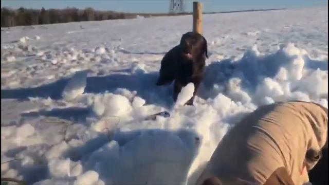 ОТКАПЫВАЕМ ЛИСТВЕННИЦЫ ПОСЛЕ СНЕЖНОЙ ЗИМЫ. смотреть онлайн