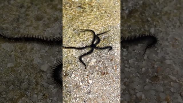 Живая морская звезда ⭐️ смотреть онлайн