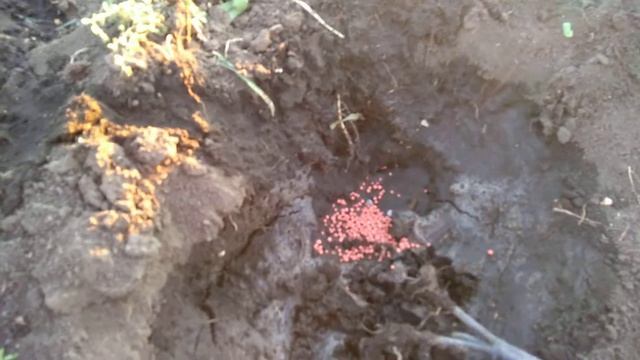 Высаживаю рассаду: помидоры плюс кориандр смотреть онлайн