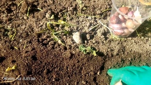 Сажаю озимый чеснок, как сажала моя мама. Вырастает всегда крупный чеснок. смотреть онлайн