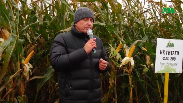 Все что нужно знать о кукурузе!