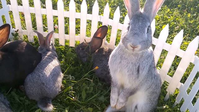 Кроличья ферма "Ушастый фермер" смотреть онлайн